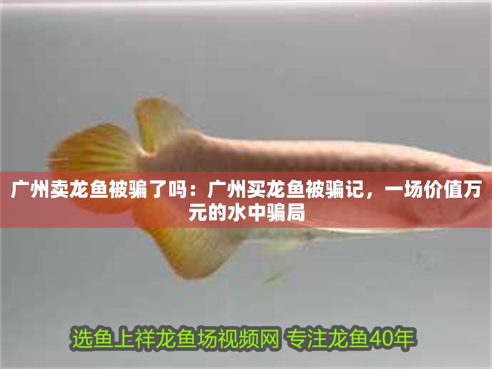 廣州賣龍魚被騙了嗎：廣州買龍魚被騙記，一場價值萬元的水中騙局 廣州賣龍魚被騙了嗎：廣州買龍魚被騙記，一場價值萬元的水中騙局 龍魚百科 第1張