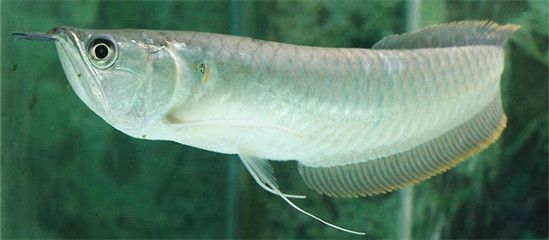銀龍魚養2條吉利嗎（銀龍魚養幾條吉利） 銀龍魚養2條吉利嗎（銀龍魚養幾條吉利） 龍魚百科 第1張