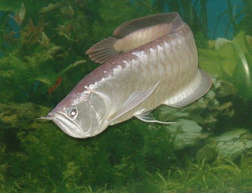 銀龍魚養2條吉利嗎（銀龍魚養幾條吉利） 銀龍魚養2條吉利嗎（銀龍魚養幾條吉利） 龍魚百科 第3張