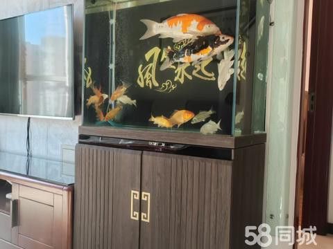 天津龍魚上門回收電話多少號
