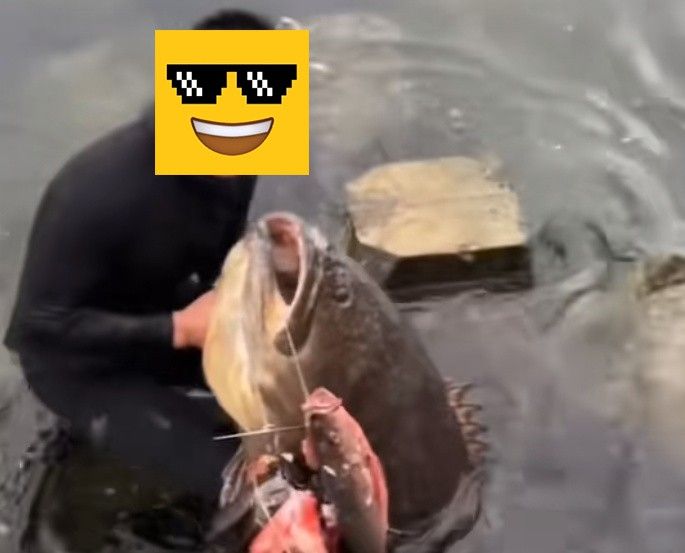 潮汕龍魚圖片高清大全圖