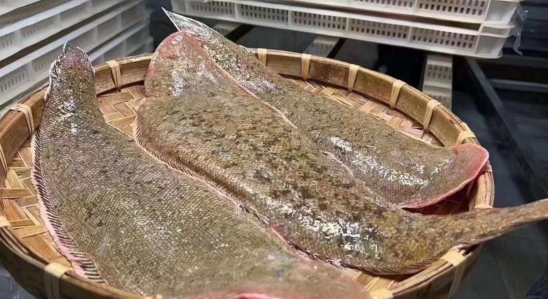 潮汕龍魚圖片高清大全圖