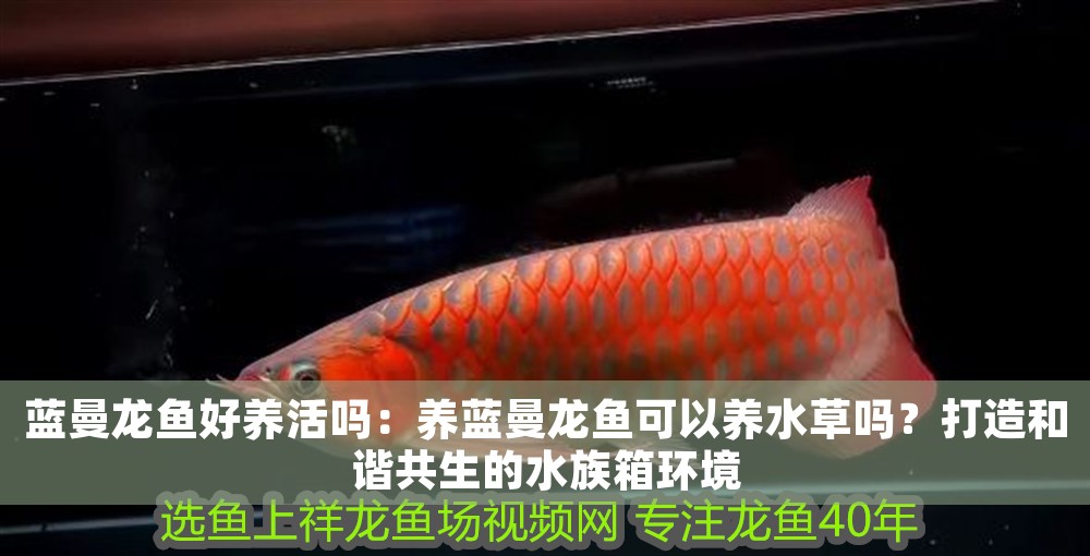 藍曼龍魚好養活嗎：養藍曼龍魚可以養水草嗎？打造和諧共生的水族箱環境