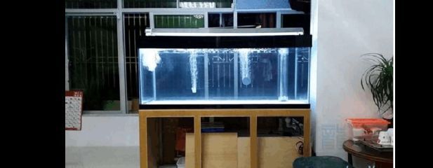 龍魚缸制作：龍魚缸造景創意分享