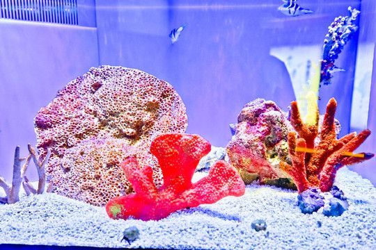 紅龍魚缸背景圖選擇什么好（養(yǎng)紅龍魚缸用什么背景好）