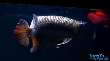 紫底金龍魚：關(guān)于紫底金龍魚的一些詳細信息