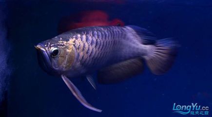 紫底金龍魚：關(guān)于紫底金龍魚的一些詳細信息