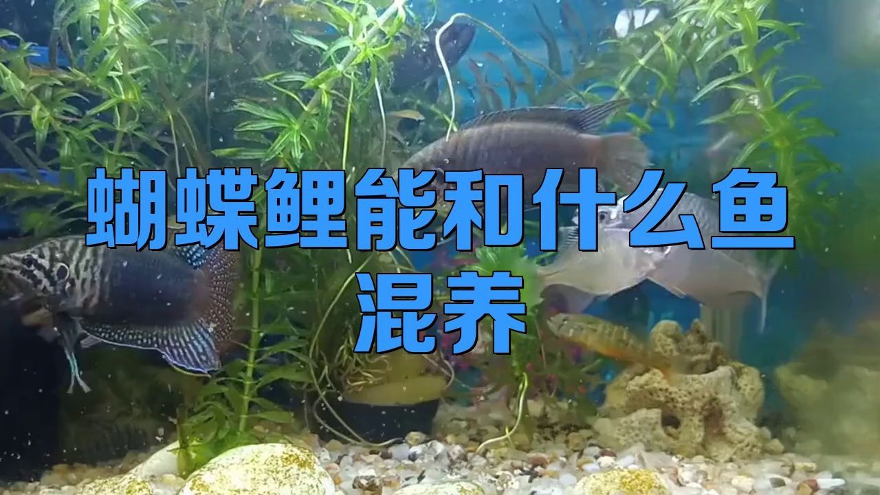 可以和蝴蝶鯉混養(yǎng)的魚