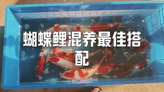 可以和蝴蝶鯉混養(yǎng)的魚