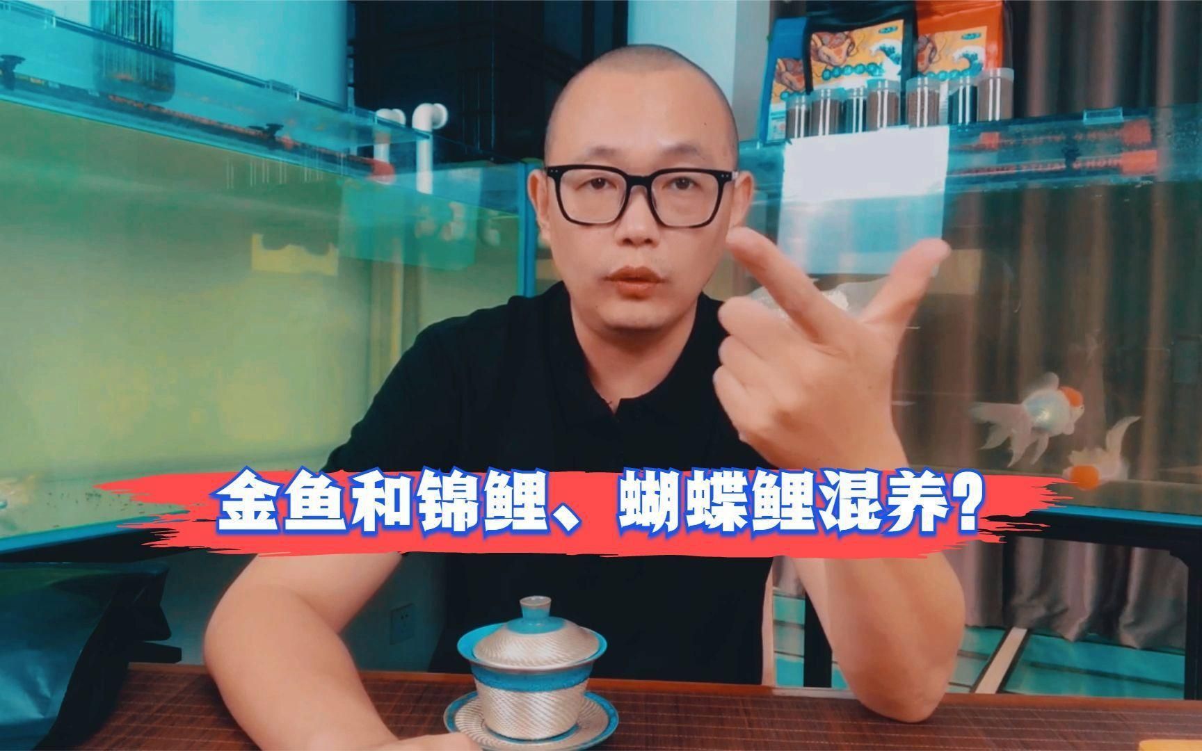 可以和蝴蝶鯉混養(yǎng)的魚