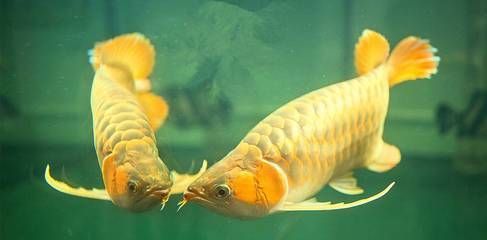 龍魚擺頭張嘴的原因分析（龍魚擺頭張嘴可能由多種因素引起）