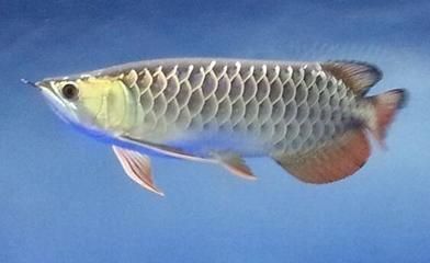 金龍魚魚苗批發(fā)價格多少：金龍魚魚苗批發(fā)價格 金龍魚魚苗批發(fā)價格多少：金龍魚魚苗批發(fā)價格 龍魚百科 第3張