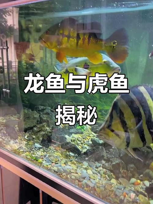虎魚能和金龍魚一起養嗎圖片視頻教程