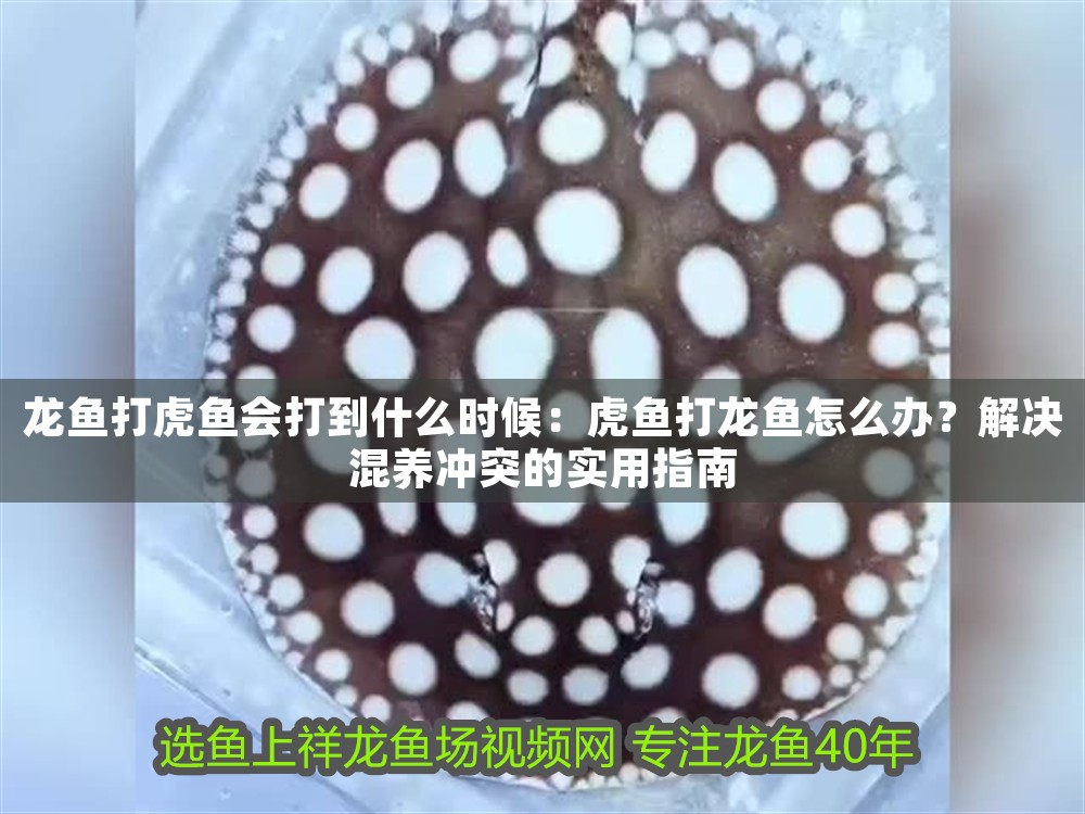 龍魚打虎魚會打到什么時候：虎魚打龍魚怎么辦？解決混養沖突的實用指南