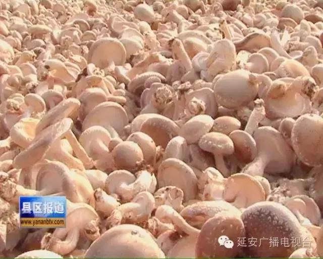 黃龍魚會自己產(chǎn)卵嗎【黃龍魚的繁殖方式黃龍魚的繁殖方式參考資料（30篇）】