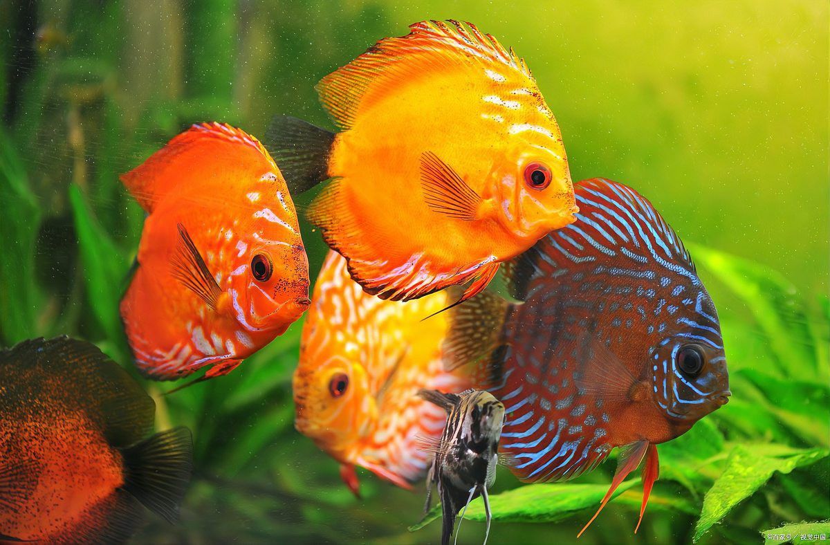 六角恐龍魚一直撞缸