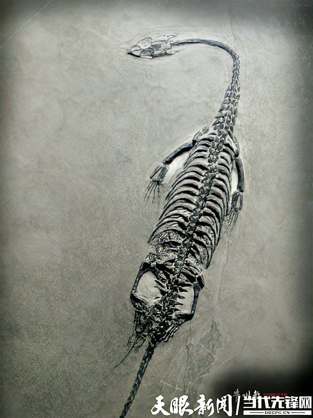 龍族有哪些獨(dú)特的繁育機(jī)制