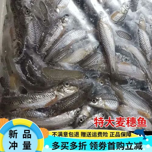 有哪些食物有助于金龍發色？