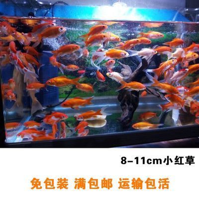 紅龍魚養(yǎng)殖基地地址電話查詢，關(guān)于紅龍魚養(yǎng)殖基地地址及聯(lián)系方式查詢服務(wù)