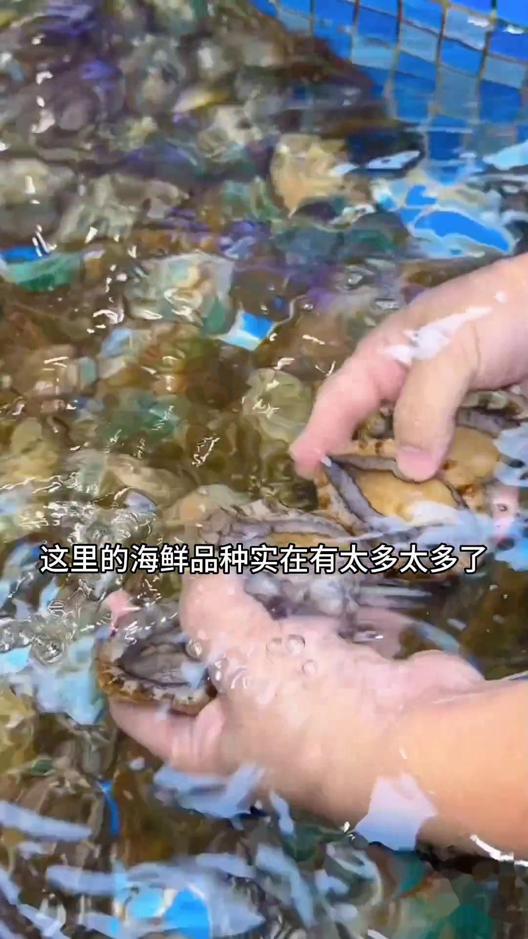 金港漁村海鮮酒樓 金港漁村海鮮酒樓 龍魚百科 第4張