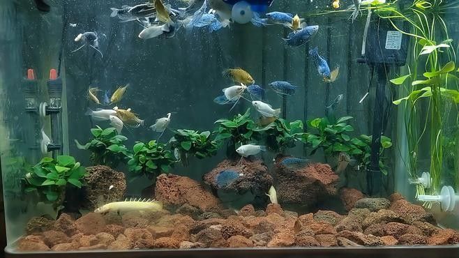 雷龍魚可以和曼龍混養嗎