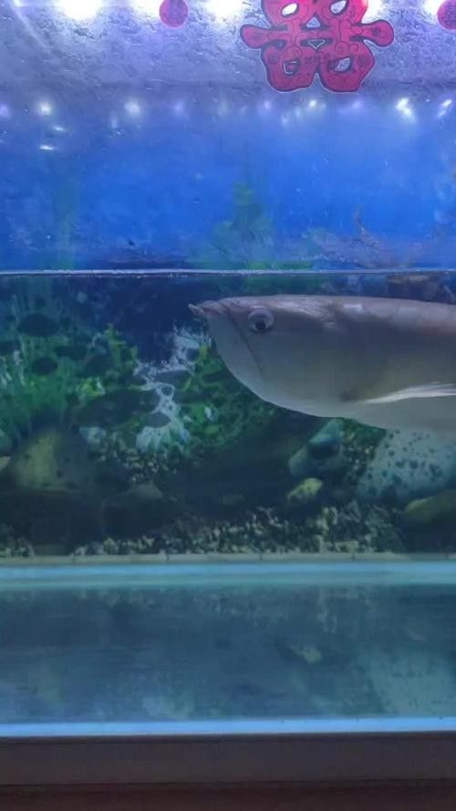 山西龍魚價格行情走勢分析