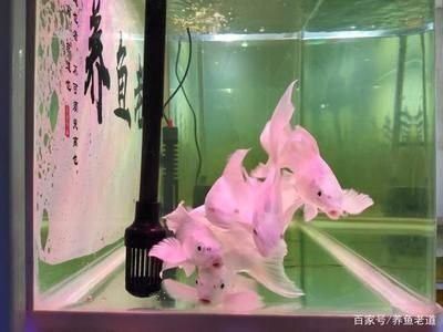 山西龍魚價格行情走勢分析
