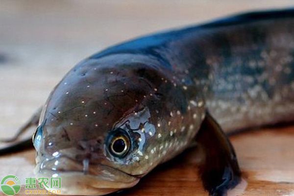 七星雷龍魚能長多長：七星雷龍魚在理想條件下可以生長到10-12厘米長