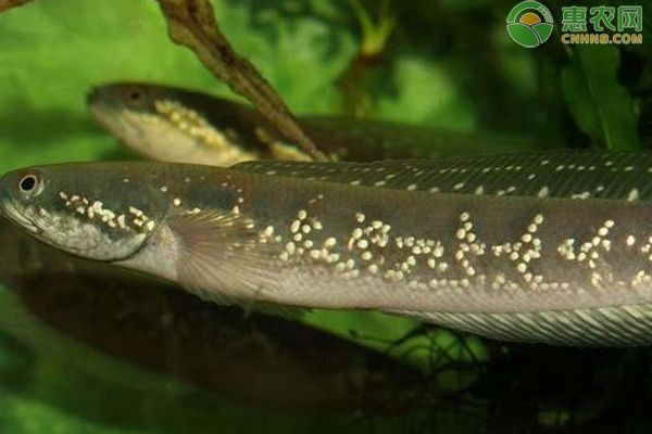 七星雷龍魚能長多長：七星雷龍魚在理想條件下可以生長到10-12厘米長