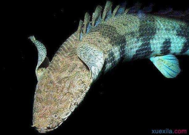 恐龍魚一個月沒吃食會死嗎，恐龍魚一個月不吃食是否會死