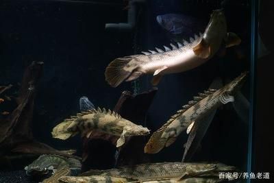 恐龍魚一個月沒吃食會死嗎，恐龍魚一個月不吃食是否會死