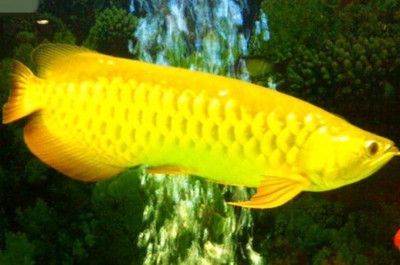 金龍魚詩句【以下是一些描寫金龍魚的詩句：金色鱗片閃爍光，尾鰭展開如扇花】