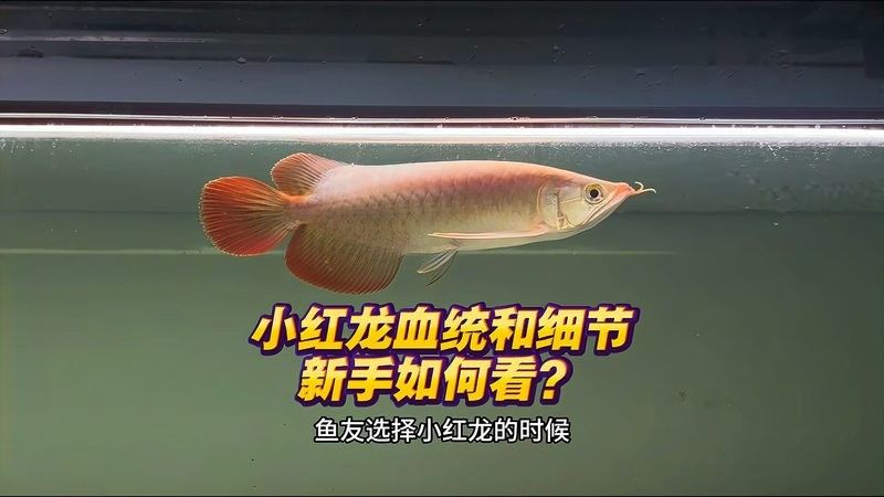 龍魚苗多少錢一顆