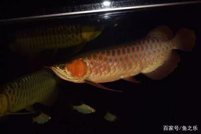 龍魚(yú)年齡怎么看圖解：如何判斷龍魚(yú)的年齡