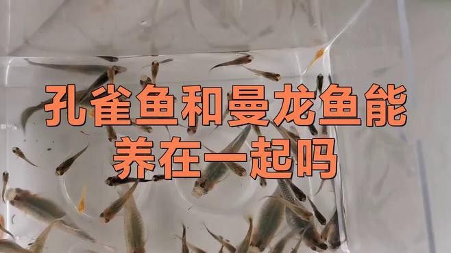 孔雀魚曼龍魚能混養嗎