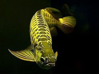 龍魚立鱗可以用土霉素嗎：土霉素可以治療龍魚立鱗病嗎？