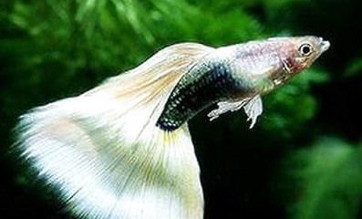 賽級龍魚最值得買的三個品種