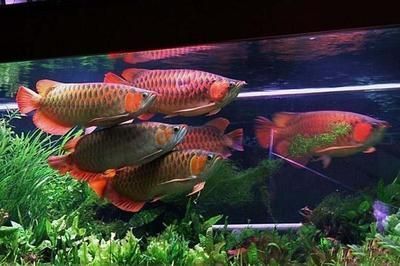 賽級龍魚最值得買的三個品種