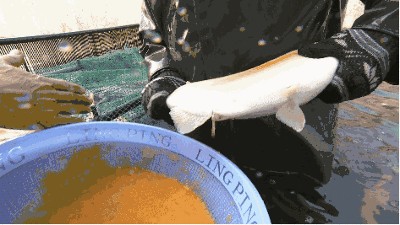 龍魚魚卵怎么孵化（如何判斷龍魚魚卵是否受精）