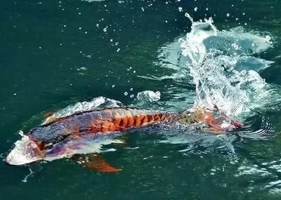 龍魚呼吸急促的應對措施（龍魚呼吸急促怎么辦）
