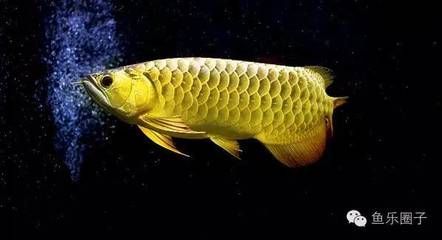 風水學中的五行屬性，不適合養龍魚，：什么樣的屬相適合養龍魚？