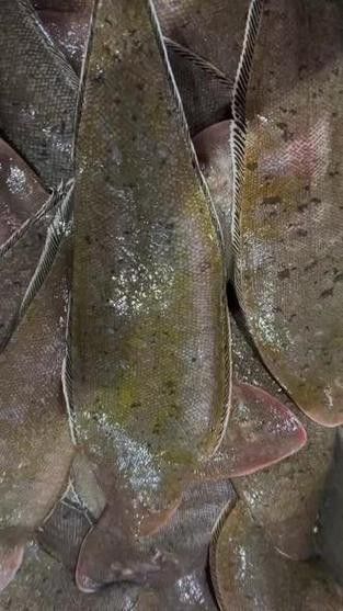 花龍魚是什么樣子的圖片 花龍魚是什么樣子的圖片 龍魚百科 第2張