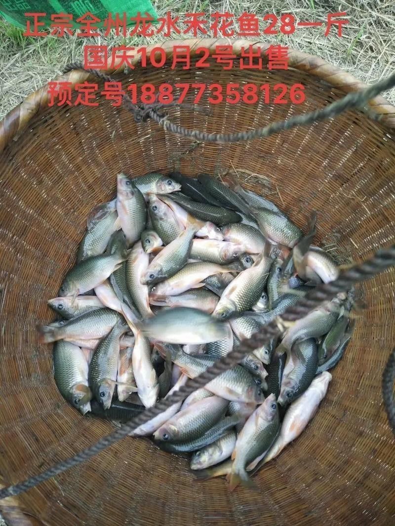 花龍魚是什么樣子的圖片 花龍魚是什么樣子的圖片 龍魚百科 第4張