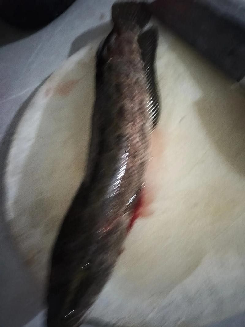 花龍魚是什么樣子的圖片 花龍魚是什么樣子的圖片 龍魚百科 第7張