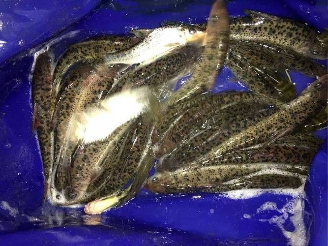 花龍魚是什么樣子的圖片 花龍魚是什么樣子的圖片 龍魚百科 第6張
