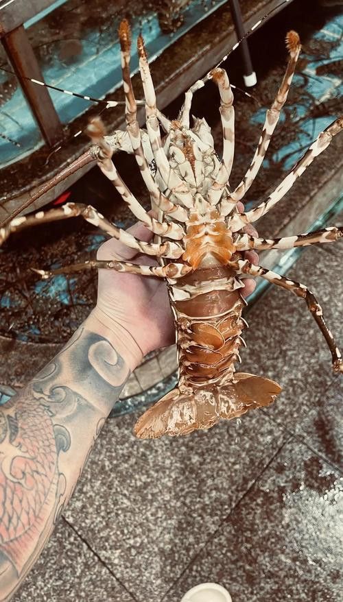 花龍魚是什么樣子的圖片 花龍魚是什么樣子的圖片 龍魚百科 第9張