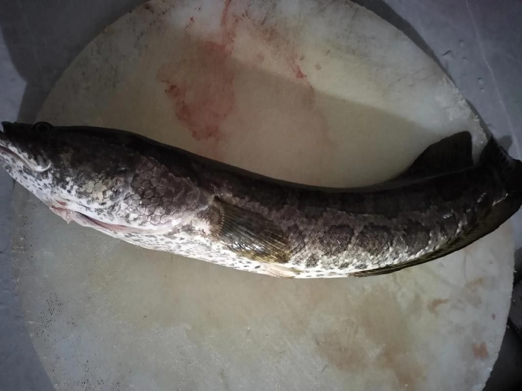 花龍魚是什么樣子的圖片 花龍魚是什么樣子的圖片 龍魚百科 第8張