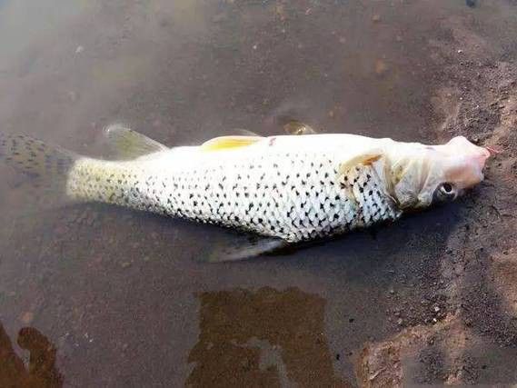 花龍魚是什么樣子的圖片 花龍魚是什么樣子的圖片 龍魚百科 第10張