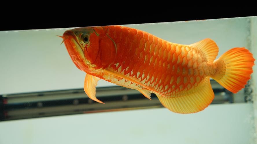 花龍魚是什么樣子的圖片 花龍魚是什么樣子的圖片 龍魚百科 第11張
