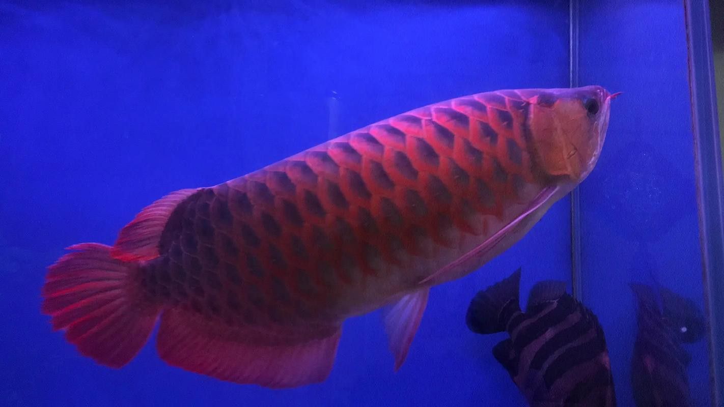 花龍魚是什么樣子的圖片 花龍魚是什么樣子的圖片 龍魚百科 第13張